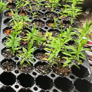 Yellow Milkweed Live Plants - Set of 2, 3-6