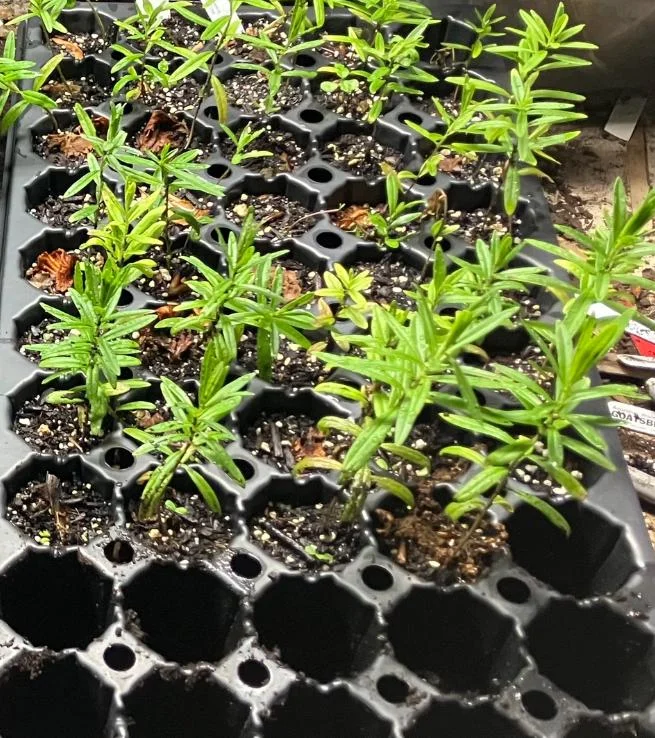 Yellow Milkweed Live Plants - Set of 2, 3-6" Tall, Asclepias perennis, Outdoor Pollinator Flower - Image 6