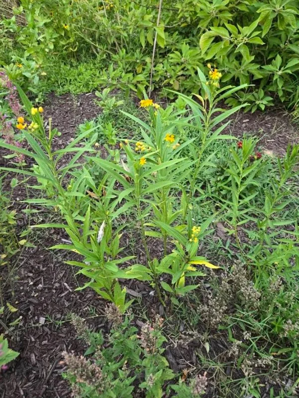 Yellow Milkweed Live Plants - Set of 2, 3-6" Tall, Asclepias perennis, Outdoor Pollinator Flower - Image 7