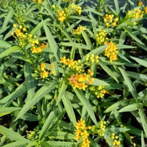Yellow Milkweed Live Plants - Set of 2, 3-6