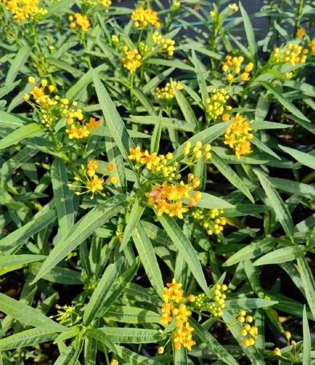 Yellow Milkweed Live Plants - Set of 2, 3-6" Tall, Asclepias perennis, Outdoor Pollinator Flower - Image 8