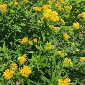 Yellow Milkweed Live Plants - Set of 2, 3-6