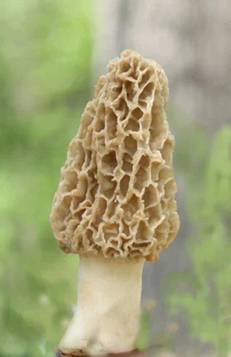 Yellow Morel Mushroom Spores Mycelium - Grow Kit on Dried Seeds - Image 1