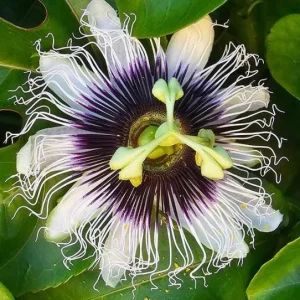 Yellow Passionfruit Live Plant (Passiflora edulis) – Edible Vine – Set of 2 – 3-6" Tall - Image 2