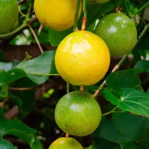 Yellow Passionfruit Live Plant (Passiflora edulis) – Edible Vine – Set of 2 – 3-6