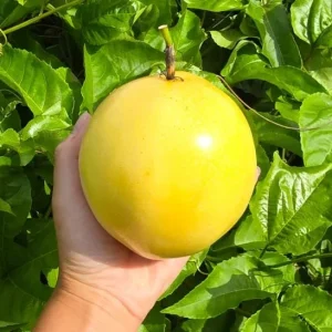 Yellow Passionfruit Live Plant (Passiflora edulis) – Edible Vine – Set of 2 – 3-6