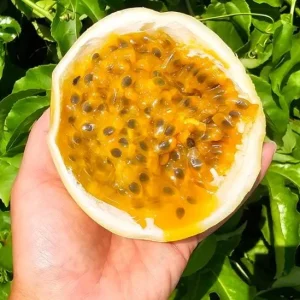 Yellow Passionfruit Live Plant (Passiflora edulis) – Edible Vine – Set of 2 – 3-6