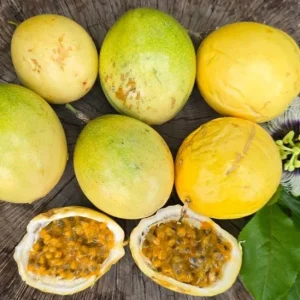 Yellow Passionfruit Live Plant (Passiflora edulis) – Edible Vine – Set of 2 – 3-6