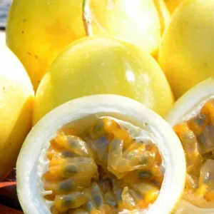 Yellow Passionfruit Live Plant (Passiflora edulis) – Edible Vine – Set of 2 – 3-6