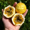 Yellow Passionfruit Live Plant (Passiflora edulis) – Edible Vine – Set of 2 – 3-6" Tall - Image 1