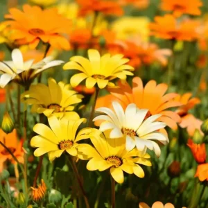 African Daisy Seeds 200 Count – Dimorphotheca sinuata – Bright Blooms - Image 3