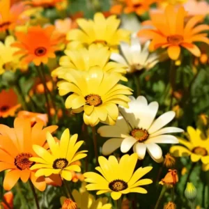 African Daisy Seeds 200 Count – Dimorphotheca sinuata – Bright Blooms - Image 1