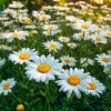 Alaska Shasta Daisy Seeds - 100 Count - Classic White Perennial Blooms for Gardens - Image 1