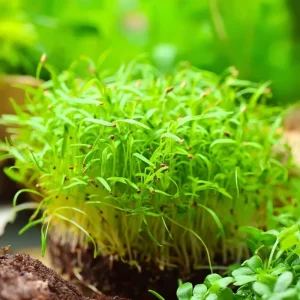 Alfalfa Organic Microgreen Seeds 1 oz Pack - Fast-Growing & Nutritious - Image 1