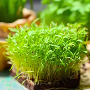 Alfalfa Organic Microgreen Seeds 1 oz Pack - Fast-Growing & Nutritious - Image 2