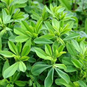 Alfalfa Organic Microgreen Seeds 1 oz Pack - Fast-Growing & Nutritious - Image 3