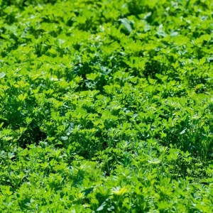 Alfalfa Organic Microgreen Seeds 1 oz Pack - Fast-Growing & Nutritious - Image 4