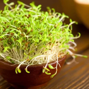 Alfalfa Organic Microgreen Seeds 1 oz Pack - Fast-Growing & Nutritious - Image 6