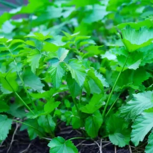 All American Parsnip Seeds - Heirloom Vegetable for Gardens, 200 Seeds - Image 3