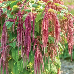 Amaranth Coral Fountain Seeds - 100 Seeds, Light Pink Trailing Ornamental Flowers - Image 2