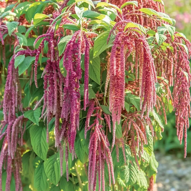Amaranth Coral Fountain Seeds - 100 Seeds, Light Pink Trailing Ornamental Flowers - Image 2