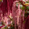 Amaranth Coral Fountain Seeds - 100 Seeds, Light Pink Trailing Ornamental Flowers - Image 1