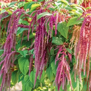 Amaranth Coral Fountain Seeds - 100 Seeds, Light Pink Trailing Ornamental Flowers - Image 3