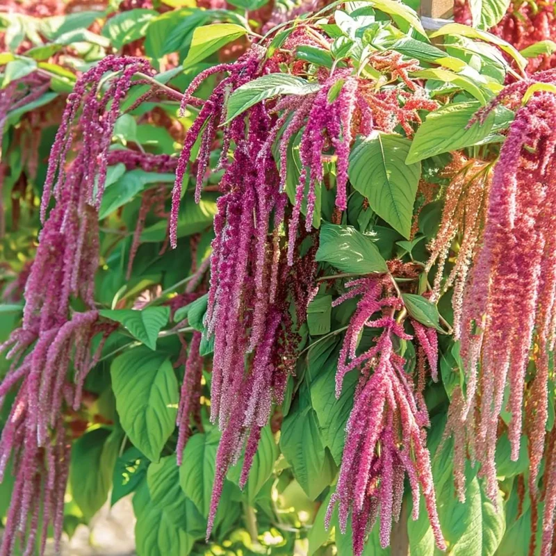 Amaranth Coral Fountain Seeds - 100 Seeds, Light Pink Trailing Ornamental Flowers - Image 3