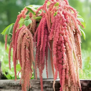 Amaranth Coral Fountain Seeds - 100 Seeds, Light Pink Trailing Ornamental Flowers - Image 4