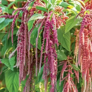Amaranth Coral Fountain Seeds - 100 Seeds, Light Pink Trailing Ornamental Flowers - Image 5