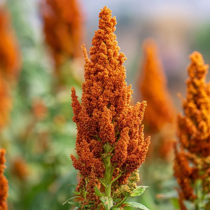 Amaranthus Hot Biscuits Seeds - 100 Burnt Orange Flower Seeds for Fall Decor - Image 2