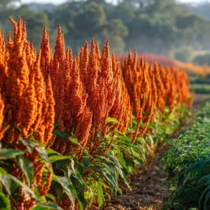 Amaranthus Hot Biscuits Seeds - 100 Burnt Orange Flower Seeds for Fall Decor - Image 4