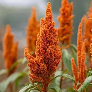 Amaranthus Hot Biscuits Seeds - 100 Burnt Orange Flower Seeds for Fall Decor - Image 1