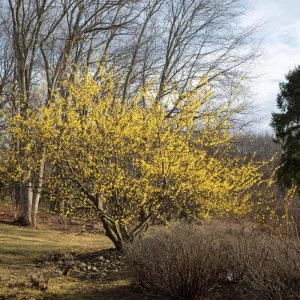 American Witch Hazel Seeds - 5 Count, Heirloom Medicinal Shrub for Landscapes - Image 2