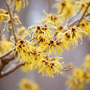 American Witch Hazel Seeds - 5 Count, Heirloom Medicinal Shrub for Landscapes - Image 4
