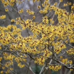 American Witch Hazel Seeds - 5 Count, Heirloom Medicinal Shrub for Landscapes - Image 5