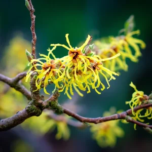 American Witch Hazel Seeds - 5 Count, Heirloom Medicinal Shrub for Landscapes - Image 6