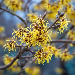 American Witch Hazel Seeds - 5 Count, Heirloom Medicinal Shrub for Landscapes - Image 1