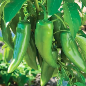 Anaheim Chili Pepper Seeds - 25 Seed Pack for Gardens & Cooking - Image 2