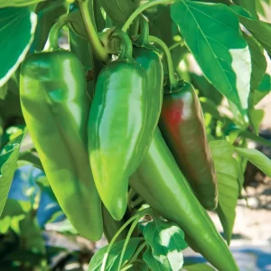 Anaheim Chili Pepper Seeds - 25 Seed Pack for Gardens & Cooking - Image 4