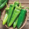Anaheim Chili Pepper Seeds - 25 Seed Pack for Gardens & Cooking - Image 1