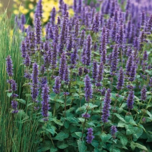 Anise Hyssop Seeds – Agastache foeniculum – 250 Seeds – Fragrant Purple-Blue Blooms - Image 2