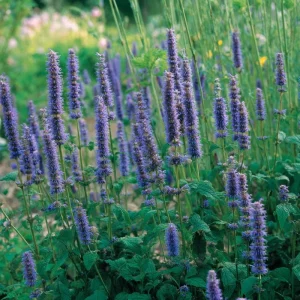 Anise Hyssop Seeds – Agastache foeniculum – 250 Seeds – Fragrant Purple-Blue Blooms - Image 3