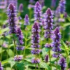 Anise Hyssop Seeds – Agastache foeniculum – 250 Seeds – Fragrant Purple-Blue Blooms - Image 1