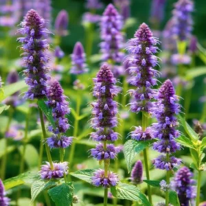 Anise Hyssop Seeds – Agastache foeniculum – 250 Seeds – Fragrant Purple-Blue Blooms - Image 1