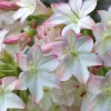 Appleblossom Jasmine Tobacco Seeds - Nicotiana alata - 25 Seeds, Fragrant Ornamental Plant - Image 1