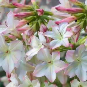 Appleblossom Jasmine Tobacco Seeds - Nicotiana alata - 25 Seeds, Fragrant Ornamental Plant - Image 2