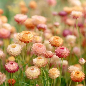 Apricot Peach Mix Organic Strawflower Seeds - 25 Seeds - Warm-Toned Everlasting Blooms - Image 2