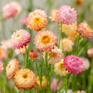 Apricot Peach Mix Organic Strawflower Seeds - 25 Seeds - Warm-Toned Everlasting Blooms - Image 4