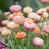 Apricot Peach Mix Organic Strawflower Seeds - 25 Seeds - Warm-Toned Everlasting Blooms - Image 1